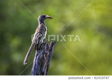 African Grey Hornbill in Kruger National park, African Grey Hornbill in Kruger National park, 62419787