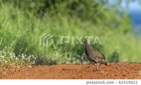 Natal francolin in Kruger National park, South Natal francolin in Kruger National park, South 62419822