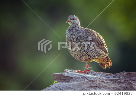 Natal francolin in Mapungubwe National park, South Natal francolin in Mapungubwe National park, South 62419823