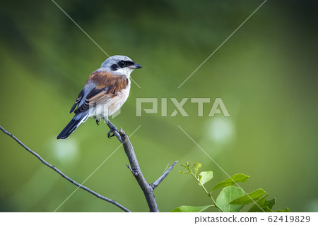 Red backed Shrike in Kruger National park, South 62419829