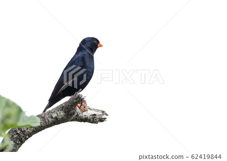 Village Indigobird in Kruger National park, South Village Indigobird in Kruger National park, South 62419844