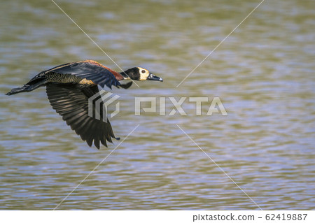 White faced Whistling Duck in Mapungubwe National White faced Whistling Duck in Mapungubwe National 62419887