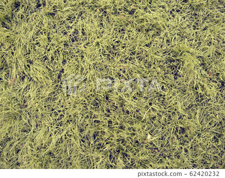 Detail of used synthetic grass for football field 62420232