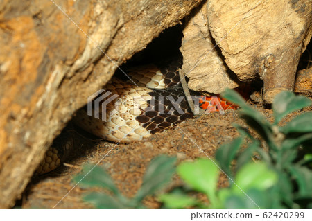 Close up skin mexican milk snake in cave Close up skin mexican milk snake in cave 62420299