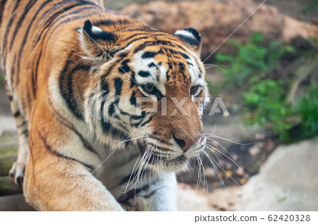 Tiger - Panthera tigris - close up portrait. 62420328