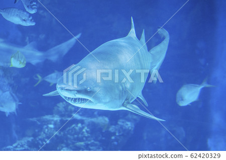Big shark in deep blue water. 62420329