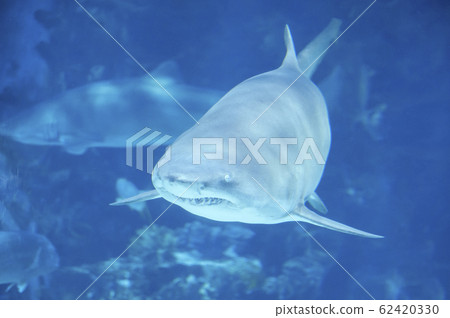 Big shark in deep blue water. 62420330