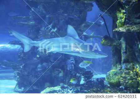 Big shark in deep blue water. Big shark in deep blue water. 62420331