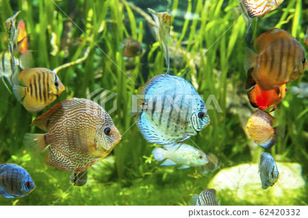 Fresh water aquarium with colorful fishes . 62420332