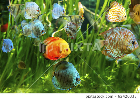 Fresh water aquarium with colorful fishes . 62420335