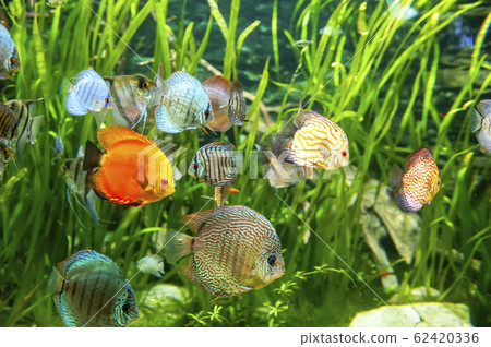 Fresh water aquarium with colorful fishes . Fresh water aquarium with colorful fishes . 62420336