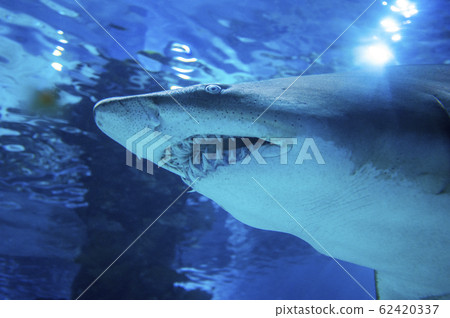 Big shark in deep blue water. 62420337