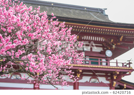 Dazaifu Tenmanguugu 62420716