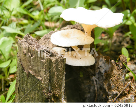 white color mushroom fungi growing in sunlight on a tree trunk white color mushroom fungi growing in sunlight on a tree trunk 62420912