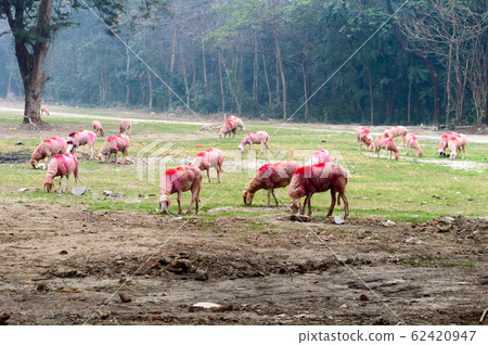 A hard of domestic cattle sheep grazing on a grass farm meadow. A hard of domestic cattle sheep grazing on a grass farm meadow. 62420947
