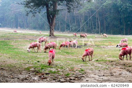 A hard of domestic cattle sheep grazing on a grass farm meadow.  62420949