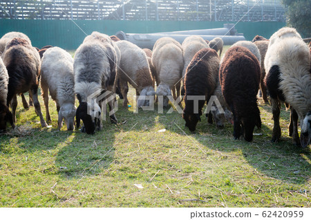 Flock of Domestic Sheep, Ewe, Lamb, Ram grazing in a sheep farm in Summer Sunset. Flock of Domestic Sheep, Ewe, Lamb, Ram grazing in a sheep farm in Summer Sunset. 62420959