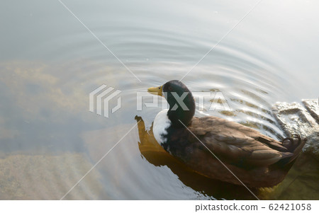 Ducks bird on reflection lake water surface. Ducks bird on reflection lake water surface. 62421058