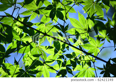 Blue autumn leaves Blue autumn leaves 62421149