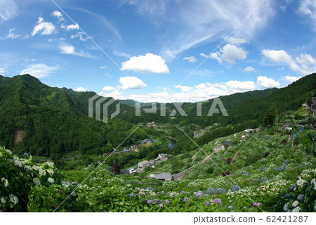 新宮繡球村（愛媛縣四國中央） 62421287