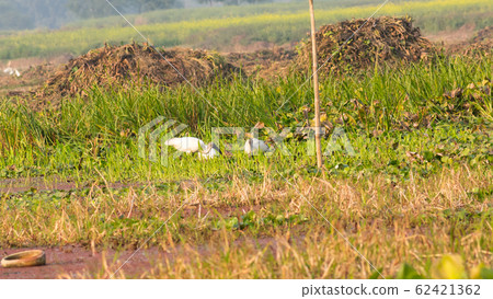 Little Egret (Egretta garzetta) Little Egret (Egretta garzetta) 62421362