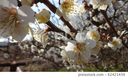 Plum blossoms 10 in the cloudy sky 62421439