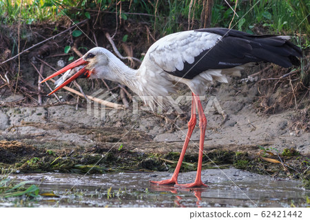 white stork (ciconia ciconia) 62421442