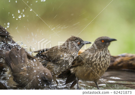 Arrow marked Babbler in Mapungubwe National park, Arrow marked Babbler in Mapungubwe National park, 62421873