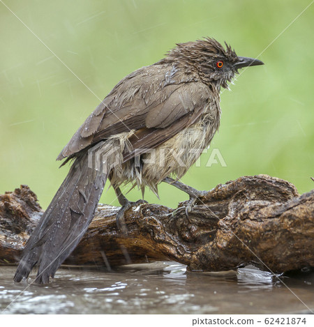 Arrow marked Babbler in Mapungubwe National park, Arrow marked Babbler in Mapungubwe National park, 62421874