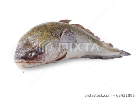 Burbot 62421898