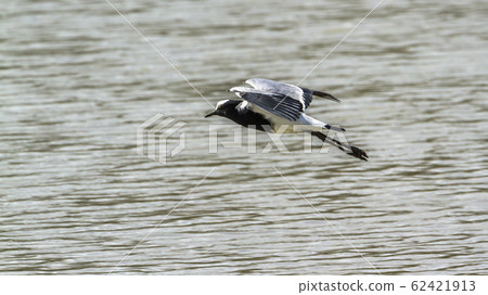 Blacksmith Lapwing in Mapunbugwe National park, 62421913