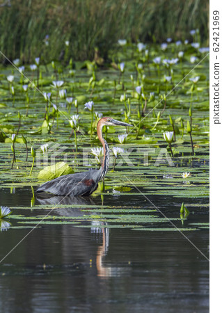 Goliath heron in Mapunbugwe National park, South 62421969