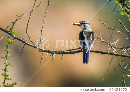 Grey headed Kingfisher in Mapungubwe National Grey headed Kingfisher in Mapungubwe National 62421970