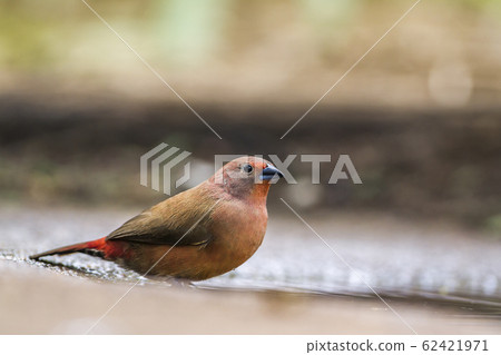 Jameson Firefinch in Mapunbugwe National park, Jameson Firefinch in Mapunbugwe National park, 62421971