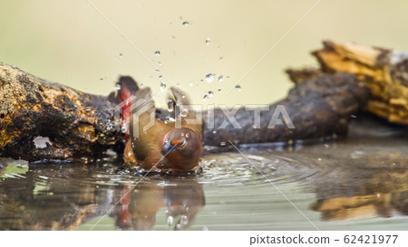 Jameson Firefinch in Mapungubwe National park, Jameson Firefinch in Mapungubwe National park, 62421977