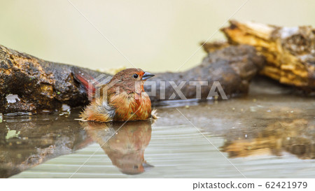 Jameson Firefinch in Mapungubwe National park, Jameson Firefinch in Mapungubwe National park, 62421979