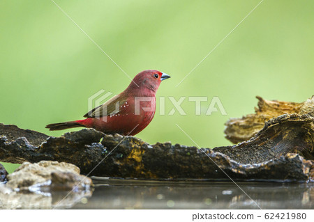 Jameson Firefinch in Mapungubwe National park, Jameson Firefinch in Mapungubwe National park, 62421980