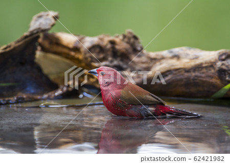 Jameson Firefinch in Mapungubwe National park, Jameson Firefinch in Mapungubwe National park, 62421982