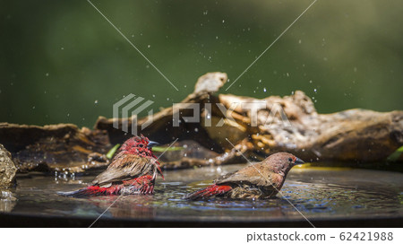 Jameson Firefinch in Mapungubwe National park, Jameson Firefinch in Mapungubwe National park, 62421988