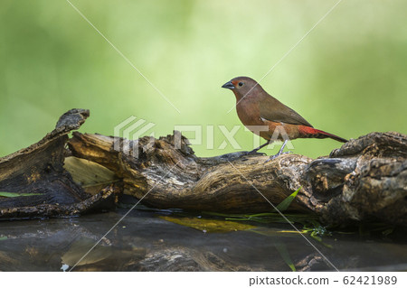 Jameson Firefinch in Mapungubwe National park, Jameson Firefinch in Mapungubwe National park, 62421989