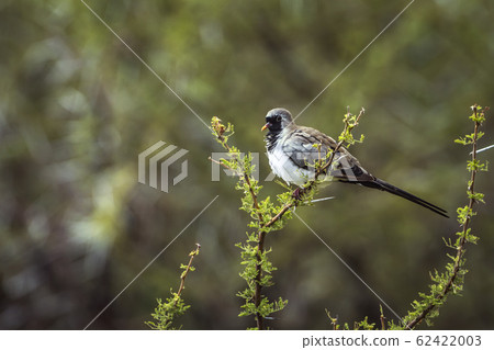 Namaqua Dove in Mapungubwe National park, South 62422003