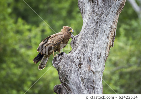 African Harrier Hawk in Kruger National park, 62422514
