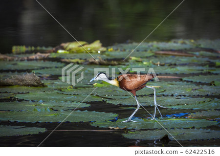 African jacana in Kruger National park, South 62422516