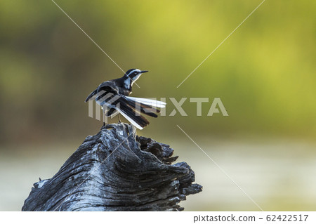 African Pied Wagtail in Kruger National park, 62422517