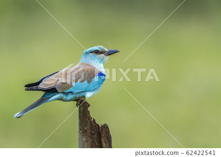 European Roller in Kruger National park, South 62422541