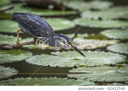 Green backed heron in Kruger National park, South 62422548