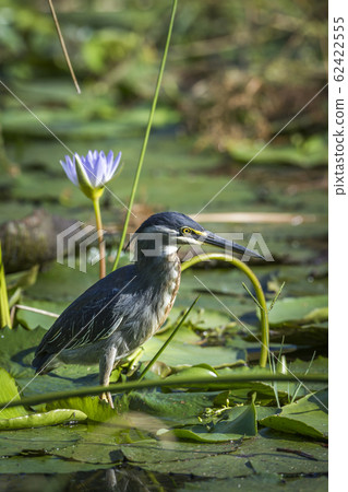 Green backed heron in Kruger National park, South Green backed heron in Kruger National park, South 62422555