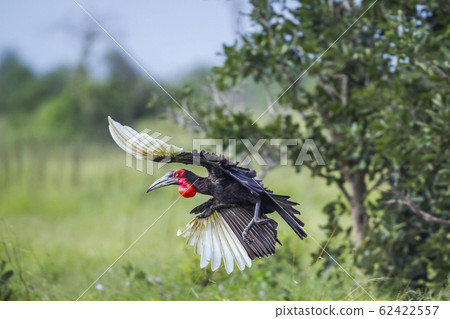 Southern Ground Hornbill in Kruger National park, Southern Ground Hornbill in Kruger National park, 62422557