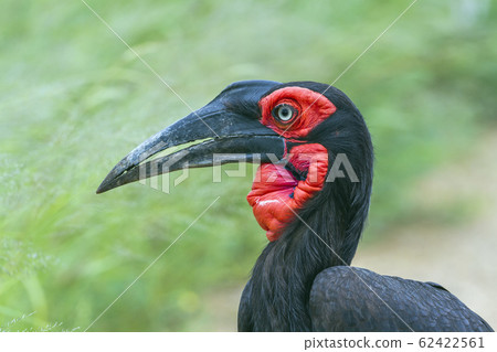 Southern Ground Hornbill in Kruger National park, Southern Ground Hornbill in Kruger National park, 62422561