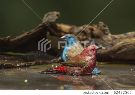 Jameson Firefinch and Blue breasted Cordonbleu Jameson Firefinch and Blue breasted Cordonbleu 62422563